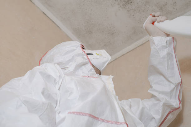 Best Environmental Consulting for Mold Prevention  in Magnolia, NJ