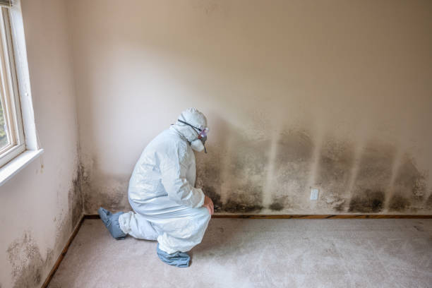 Mold Remediation for Rental Properties in Magnolia, NJ